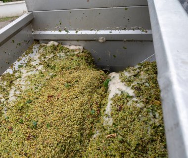 Damıtımevinde çalışıyor. Konyak beyaz şarap bölgesinde hasat zamanı, Charente, ugni blanc üzümü ezme ve ezme güçlü ruhlar damıtma, Yeni Aquitaine, Fransa