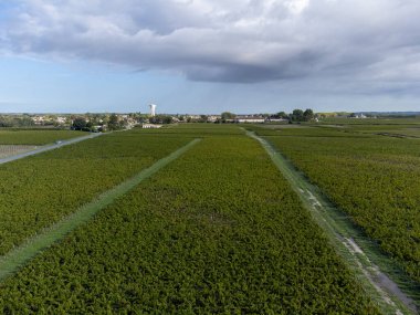 Gironde Estuary 'nin sol kıyısında, kırmızı üzümlü yeşil üzüm bağları, kırmızı Sauvignon üzümleri, Bordeaux, Fransa' da ünlü Haut-Medoc kırmızı şarap üretim bölgesi, hasat zamanı.