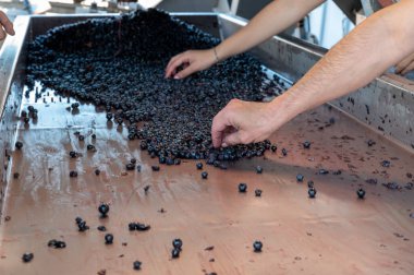 Hasat, Bordeaux 'nun sağ kıyısındaki Saint-Emilion şarap üretim bölgesinde çalışır. Elleriyle Merlot ya da Cabernet Sauvignon kırmızı şarap üzümlerini toplar, ayırır ve ezer.