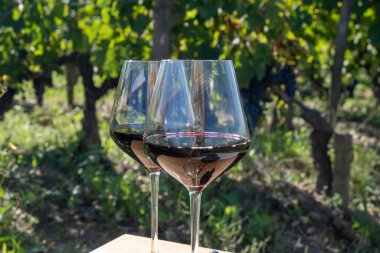 Şarap tatma ve sıra sıra şarap kırmızı üzümler Saint-Emilion şarap üretim bölgesi, Pomerol, Bordeaux 'da sağ kıyısı, olgunlaşmış ve hasat için hazır Merlot veya Cabernet Sauvignon kırmızı üzümleri, Fransa