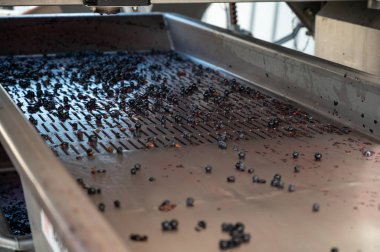 Hasat, Bordeaux 'nun sağ kıyısındaki Saint-Emilion şarap üretim bölgesinde çalışır. Elleriyle Merlot ya da Cabernet Sauvignon kırmızı şarap üzümlerini toplar, ayırır ve ezer.
