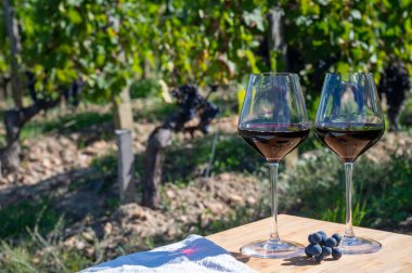 Şarap tatma ve sıra sıra şarap kırmızı üzümler Saint-Emilion şarap üretim bölgesi, Pomerol, Bordeaux 'da sağ kıyısı, olgunlaşmış ve hasat için hazır Merlot veya Cabernet Sauvignon kırmızı üzümleri, Fransa