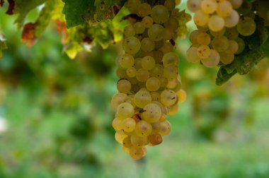 Konyak beyaz şarap bölgesinde hasat zamanı, Charente, ugni blanc üzümü hasadı için hazır konyak güçlü ruhlar damıtma, Yeni Aquitaine, Fransa