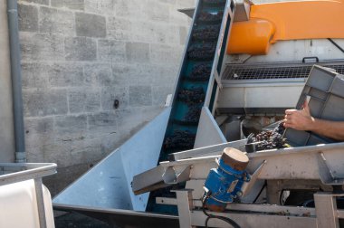 Hasat, Bordeaux 'nun sağ kıyısındaki Saint-Emilion şarap üretim bölgesinde çalışır. Elleriyle Merlot ya da Cabernet Sauvignon kırmızı şarap üzümlerini toplar, ayırır ve ezer.