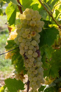 Konyak beyaz şarap bölgesinde hasat zamanı, Charente, ugni blanc üzümü hasadı için hazır konyak güçlü ruhlar damıtma, Yeni Aquitaine, Fransa