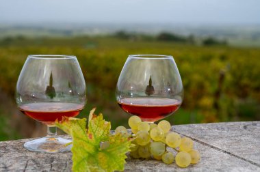 Cognac bölgesinde konyak tadında sert bir alkol içeceği, Charente. Sonbaharda Fransa 'da alkol damıtımı için arka planda ugni blanc üzümü hasat etmeye hazır.