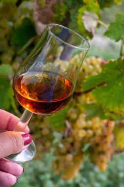 Cognac bölgesinde konyak tadında sert bir alkol içeceği, Charente. Sonbaharda Fransa 'da alkol damıtımı için arka planda ugni blanc üzümü hasat etmeye hazır.