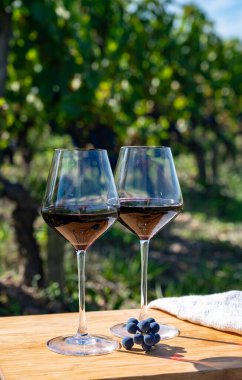 Şarap tatma ve sıra sıra şarap kırmızı üzümler Saint-Emilion şarap üretim bölgesi, Pomerol, Bordeaux 'da sağ kıyısı, olgunlaşmış ve hasat için hazır Merlot veya Cabernet Sauvignon kırmızı üzümleri, Fransa