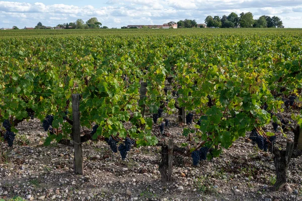 法国Gironde Estuary左岸Mardeaux村的Haut Medoc葡萄园的绿色葡萄园和成排的红Cabernet Sauvignon葡萄品种已准备好收获 已于9月1日开始收获 — 图库照片