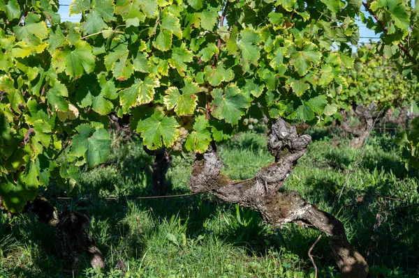 Dojrzałe Gotowe Zbioru Semillon Białe Winogrona Winnicach Sauternes Wiosce Barsac — Zdjęcie stockowe