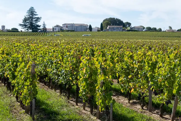 Saint-Emilion şarap hasat zamanı Bordeaux 'nun sağ kıyısında, olgunlaşmış ve hasat etmeye hazır Merlot veya Cabernet Sauvignon kırmızı şarap üzümleri, Fransa, Eylül ayında