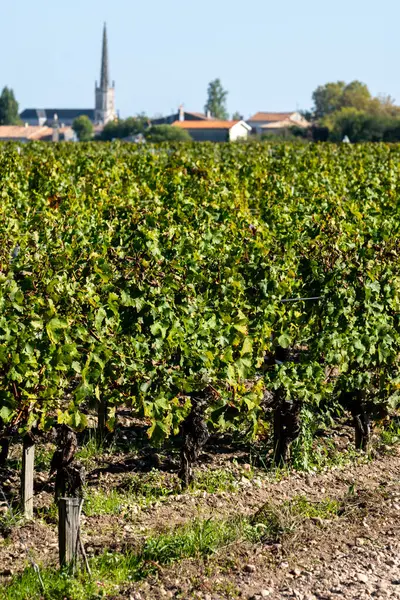 赤いカベルネソーヴィニヨンとメルローのブドウ品種の列を見る ボルドー フランスのジロンド エストゥアリーの左岸にあるセント エステフ村 収穫する準備ができて — ストック写真