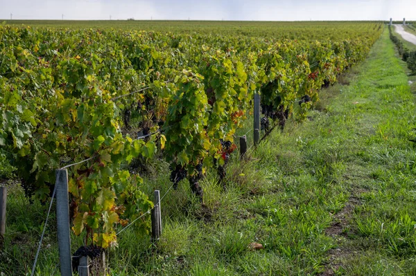 Bordeaux 'daki Haut-Medoc üzüm bağlarının çeşitli kırmızı Cabernet Sauvignon üzümleriyle yeşil üzüm bağları, Gironde Estuary, Fransa' nın sol kıyısı, hasat için hazır.