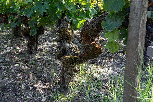 Vignobles Verts Avec Rangées Cabernet Sauvignon Rouge Cépage Haut Médoc — Photo