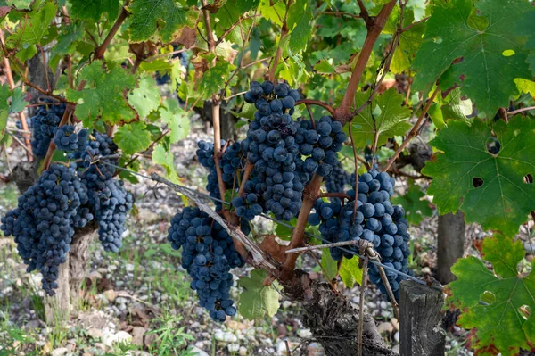 Groene Wijngaarden Met Rijen Rode Cabernet Sauvignon Druivensoort Haut Medoc — Stockfoto
