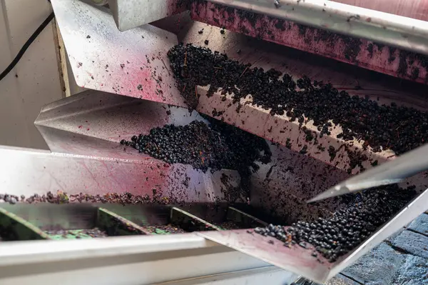 Hasat, Pauillac 'ta, Haut-Medoc şarap üreten Bordeaux bölgesinde çalışır, elleri ayırır, Merlot' u ezer, Cabernet Sauvignon kırmızı şarap üzümlerini ezer, Fransa, beton, çelik tankları doldurur.
