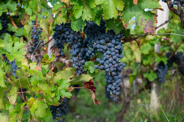 Green Vineyards Rows Red Cabernet Sauvignon Grape Variety Haut Medoc — Stock Photo, Image
