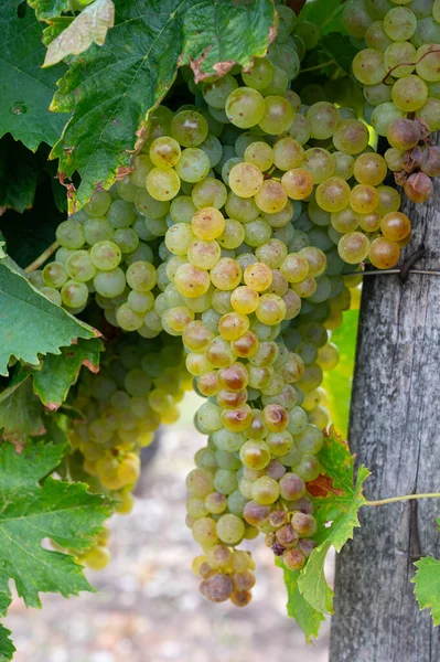 Konyak Beyaz Şarap Bölgesinde Hasat Zamanı Charente Ugni Blanc Üzümü — Stok fotoğraf