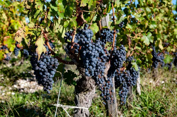 Zielone Winnice Rzędami Czerwonych Cabernet Sauvignon Odmiany Winnic Haut Medoc — Zdjęcie stockowe