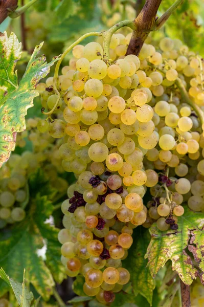 Oogsttijd Het Witte Wijngebied Van Cognac Charente Rijp Ugni Blanc — Stockfoto
