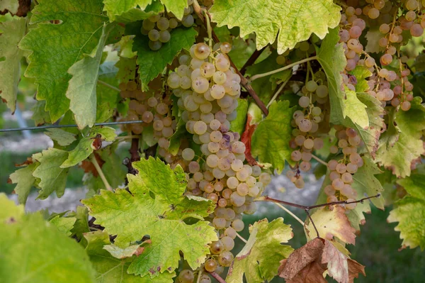 Czas Zbiorów Regionie Winiarskim Koniak Charente Dojrzały Gotowy Zbioru Ugni — Zdjęcie stockowe
