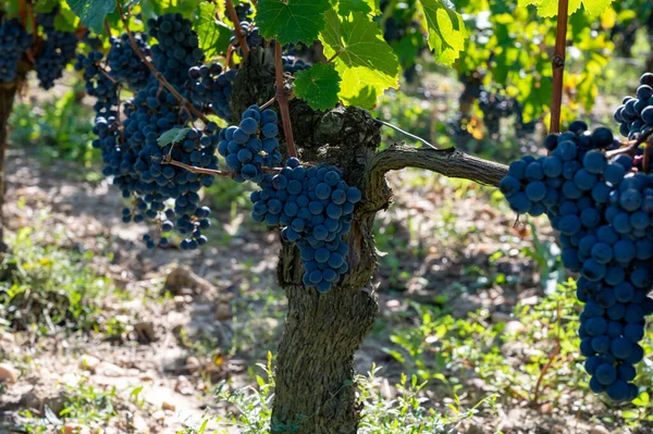 Oogsttijd Saint Emilion Wijnstreek Rechteroever Bordeaux Rijp Klaar Merlot Cabernet — Stockfoto