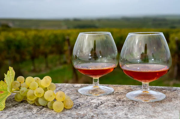 Cognac bölgesinde konyak tadında sert bir alkol içeceği, Charente. Sonbaharda Fransa 'da alkol damıtımı için arka planda ugni blanc üzümü hasat etmeye hazır.