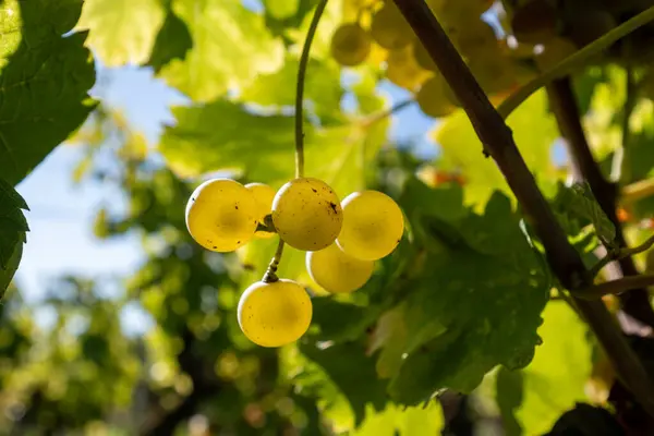 Ripe Ready Harvest Semillon White Grape Sauternes Vineyards Barsac Village — Stock Photo, Image