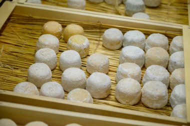 Peynir koleksiyonu, yumuşak keçi peyniri küflü Fransız peyniri Chavignol peyniri peynir tarlasında Sancerre yakınlarında üretiliyor.