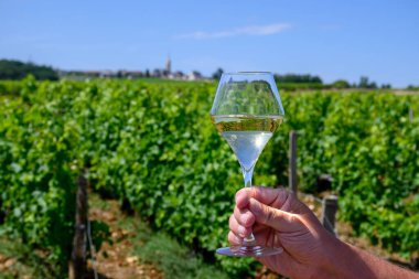 Pouilly-Fume cazibesinin üzüm bağlarından bir bardak beyaz şarap, Pouilly-sur-Loire, Burgundy, Fransa.