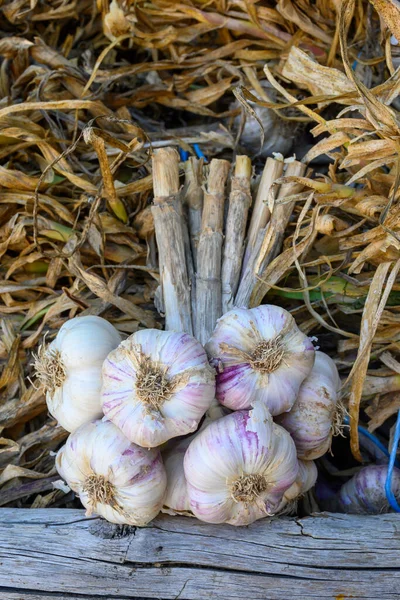 New Harvest Fresh Organic Aromatic Violet Charlic Small Piolenc Village — стоковое фото