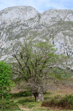 Yüzyıllık kestane ağacı gövdeleri Cantabria, İspanya 'nın Cantabria dağlarının yamaçlarında yetişiyor..