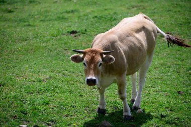 Kahverengi Cantabrian inekleri otluyor Liebana Vadisi, Cantabria, İspanya.