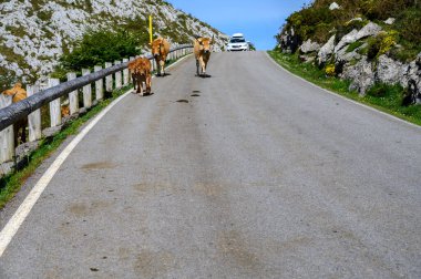 Kahverengi Asturian inekleri, inek sürüleri Avrupa dağlık yolundaki Picos de Europe, Los Arenas, Asturias, İspanya 'daki yeni otlaklara taşınır..