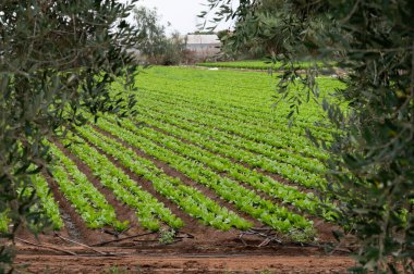 İtalyan güneşinin altında yetişen taze yeşil romaine marul bitkileriyle dolu tarım tarlaları, İtalya 'da tarım, Lazio.