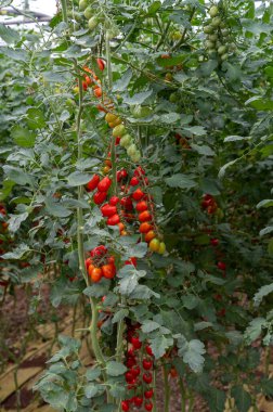 Fondi, Lazio 'daki sera çiftliklerinde kırmızı salata ya da sos yetiştirme, İtalya' da yaz aylarında tarım