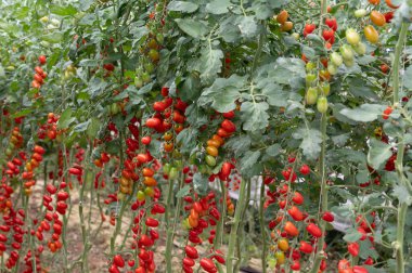 Fondi, Lazio 'daki sera çiftliklerinde kırmızı salata ya da sos yetiştirme, İtalya' da yaz aylarında tarım