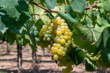 Lazio, İtalya 'da beyaz şarap üzümleri yetiştiren üzüm bağları, Chardonnay, muscat ve malvasia üzümleri