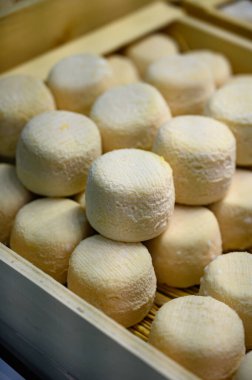 Peynir koleksiyonu, yumuşak keçi peyniri küflü Fransız peyniri Chavignol peyniri peynir tarlasında Sancerre yakınlarında üretiliyor.