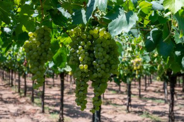 Lazio, İtalya 'da beyaz şarap üzümleri yetiştiren üzüm bağları, Chardonnay, muscat ve malvasia üzümleri
