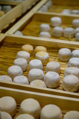 Peynir koleksiyonu, yumuşak keçi peyniri küflü Fransız peyniri Chavignol peyniri peynir tarlasında Sancerre yakınlarında üretiliyor.