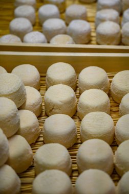 Peynir koleksiyonu, yumuşak keçi peyniri küflü Fransız peyniri Chavignol peyniri peynir tarlasında Sancerre yakınlarında üretiliyor.