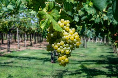 Lazio, İtalya 'da beyaz şarap üzümleri yetiştiren üzüm bağları, Chardonnay, muscat ve malvasia üzümleri