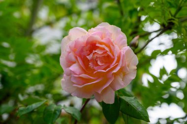 Fransa 'nın Provence kentindeki şato bahçesinde, güneşli bir günde yetişen pembe gül çiçekleri..