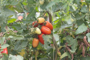 Fondi, Lazio 'daki açık hava çiftliklerinde kırmızı salata ya da sos yetiştirme, yazın İtalya' da tarım