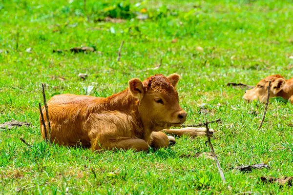 Brown Asturian Vacas Gado Com Bezerros Pequenos Pasto Grama Verde — Fotografia de Stock