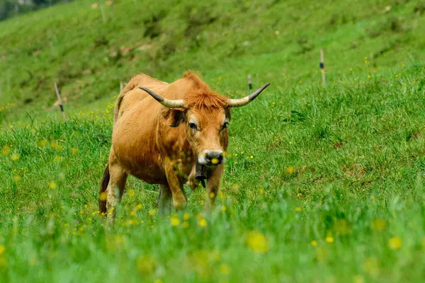 Kahverengi Asturian inekleri, yeşil çayır üzerinde küçük buzağıları olan sığırlar, Picos de Europe, Los Arenas, Asturias, İspanya, kapatın.