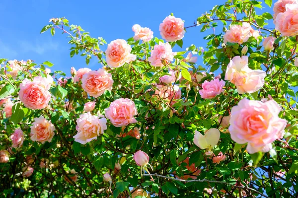 Flor Flores Rosa Rosa Crescendo Antigo Jardim Castelo Provence França — Fotografia de Stock