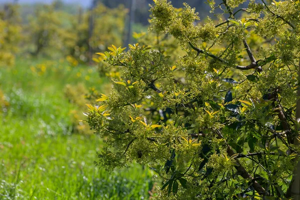 Säsongsblommor Vintergröna Avokadoträd April Planteringar Asturien Norra Spanien — Stockfoto