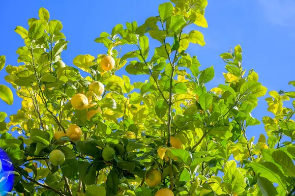 Спелые Желтые Лимоны Висят Дереве Астурии Севере Испании Листьями Саду — стоковое фото